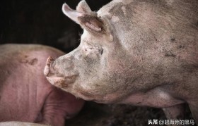 养殖猪用什么消毒好呢(用烧碱对猪有害吗)