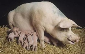 猪早在什么时代就被养殖(非洲猪瘟最初传入中国可能在2018年6月甚至更早)