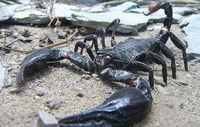 亚洲热带蝎子怎么养殖方法(世界上什么东西最大)