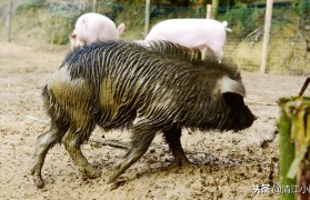 什么品种的猪适宜散养养殖(新手养猪如何选择优良品种内三元母猪)