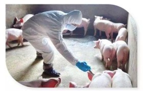猪养殖有什么政策(国家最近惠农政策有哪些)