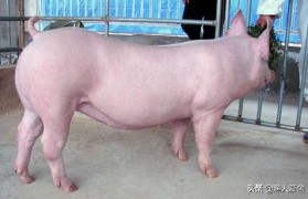 猪最早在什么时候大量养殖(中国最大的养殖公司是哪个公司)