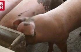 目前猪养殖成本高吗为什么(肉狗养殖前景有利润吗)