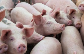 养殖猪属于什么企业(猪肉外购成品用于直接销售需要缴纳增值税或者企业所得税吗)