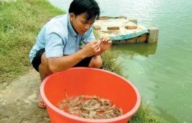 水产养殖对虾怎么养护好(男性养生的食谱)