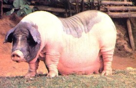 什么猪适合广东养殖(广东种月季首选15种)