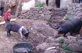 中国什么时候养殖猪的最多(农村养殖土猪还有发展空间吗)