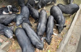 林下香猪的养殖方式是什么(老家农村有一块二十亩林地)