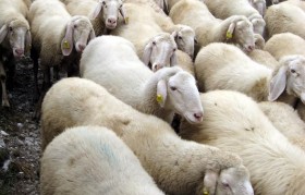 混合养殖可以养什么猪牛羊(反刍用复合预混合饲料起什么用处)