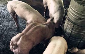 猪用什么品种好养殖(哪些特种养殖品种前景好)