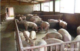 猪适合在什么条件下养殖(养殖100头到200头猪需要环保手续)